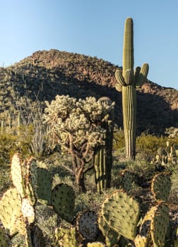 Saguaro in Organ Pipe National Monument