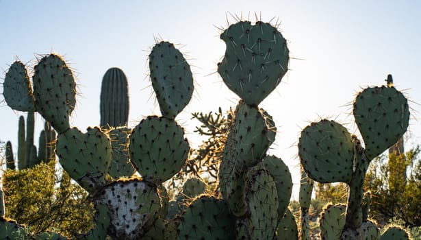 Prickly Pears in Organ Pipe National Monument