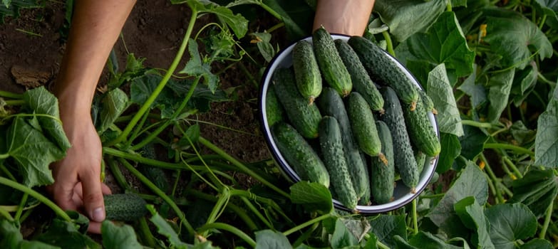 the farmer holds cucumbers in his hands. on the background of the garden. Selective focus