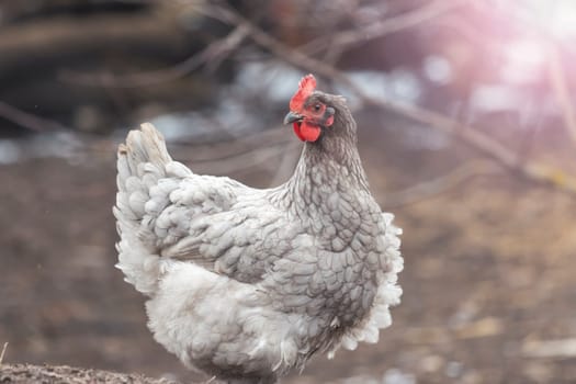 chicken with beautiful gray plumage , birds