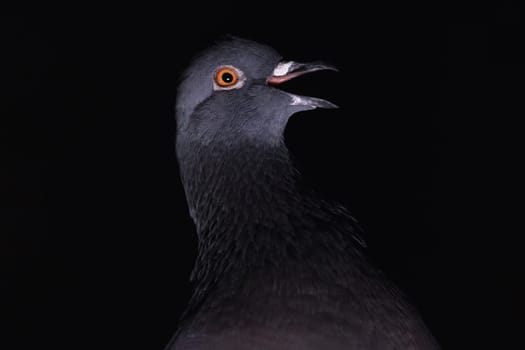 dove laughing in the dark, birds