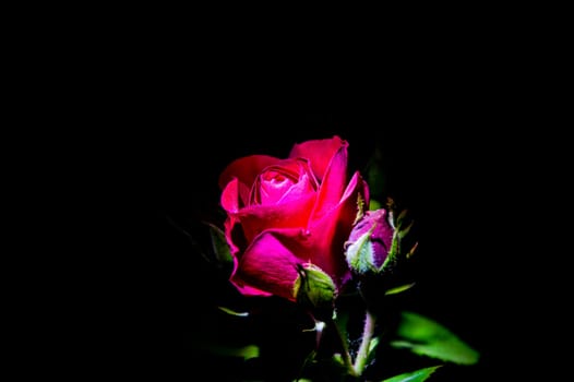 Blooming red rose flower in night darkness. Red Rose. Flowering period. Black background. Festive bouquet of scarlet roses. background image.