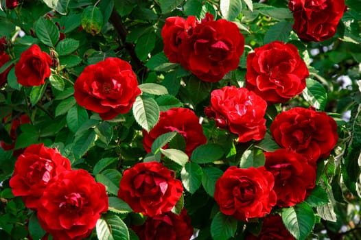 Blooming flowers of a red spray rose on a branch with green leaves. Red Rose. Flowering period. Green leaves. Festive bouquet of scarlet roses. background image. Garden plants.