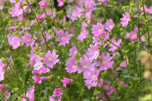 Thickets of wild flowering mallow