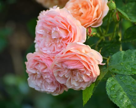 Big beautiful pink roses in raindrops