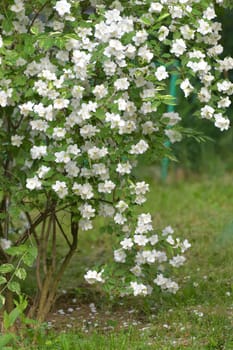 Flowering jasmine bushes in summer