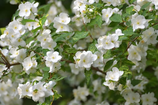 Flowering jasmine bushes in summer