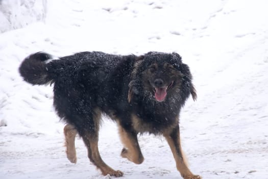 Black fluffy dog in the snow close up