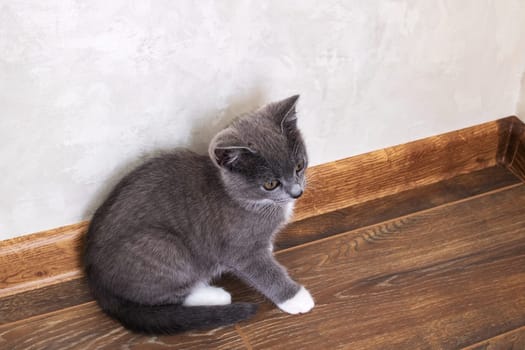 Small grey kitten close up portrait at home