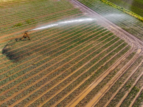 Field irrigation with mobile equipment in the drought of summer, aerial view, Germany