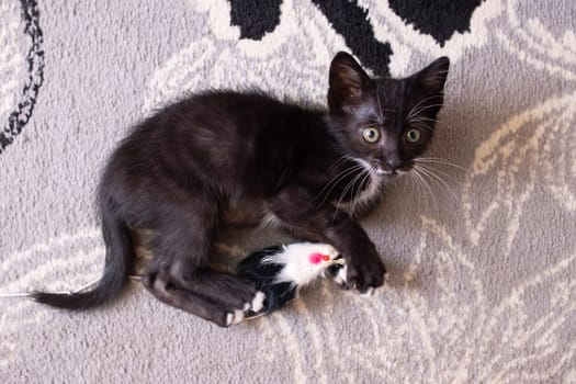 Funny black kitten playing with a toy close up