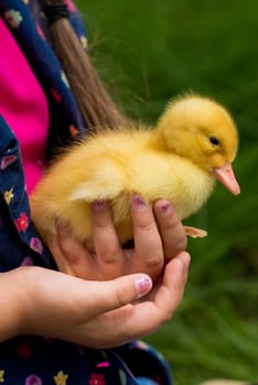 Little girl holding small duckling in the garden. Yellow duckling in her hands. Close-up.