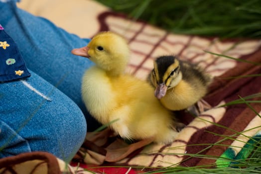 Close-up of little girl plays with small yellow ducklings in the garden.