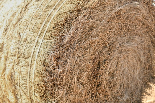 Bale of dry flax on the field in Normandy France