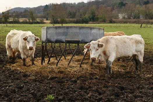 Beige cows graze on a field in Normandy France