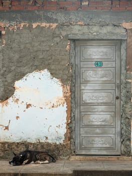 Image of Sad, scared and despairing, abandoned small dog sleeping at the front door of a deserted, almost demolished wooden entrance to the house