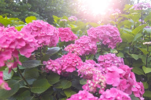 hydrangea blooms, panorama in sunset rays , flowers