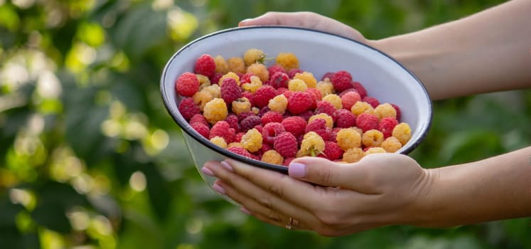 farmer collects raspberries, raspberries in a bowl. Selective focus