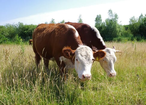 Two Hereford cows graze in sync. They are used in the Netherlands to graze the floodplains of the Vecht near Hardenberg