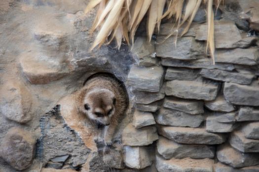 Meerkat playing in the sand