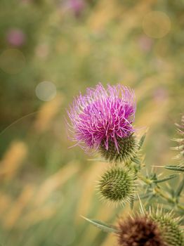 Beauty in nature. Purple wild burdock flower on a green meadow