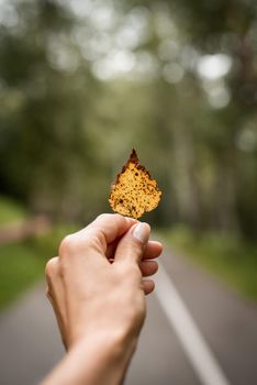 Beautiful nature. Hand holding yellow leaf on autumn yellow road background