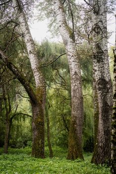 Beautiful nature. Close up of Green moss on a tree