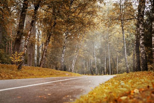 Beautiful nature. Autumn. road in yellow autumn forest