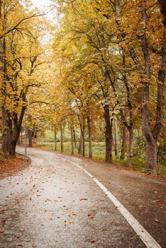 Beautiful nature. Autumn. road in yellow autumn forest