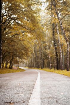 Beautiful nature. Autumn. road in yellow autumn forest, blurred background