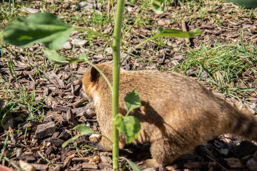 furry little proboscis bears crawl around