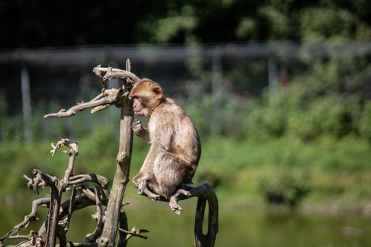 Berber monkeys at waterhole