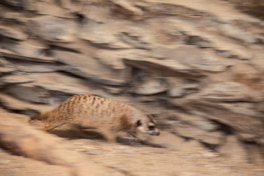 Meerkat playing in the sand