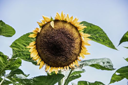 Sunflower with large ripe flowers and seeds