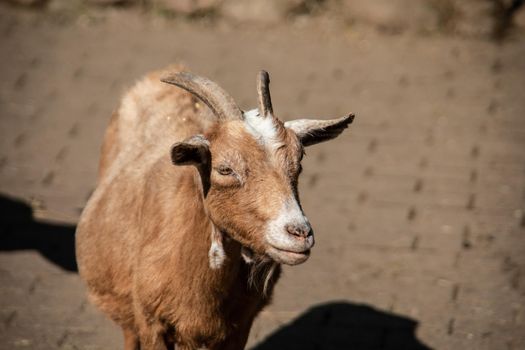 brown looking Goat with horns