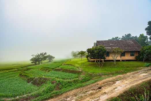 Wood resort at farm rice in the morning