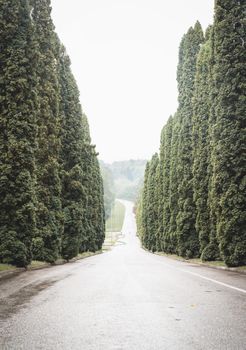Cypress trees alley, tree lined road