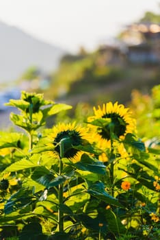 sunflowers sunrise in the morning