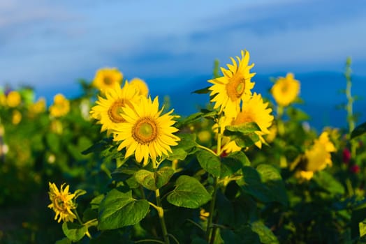 sunflowers sunrise in the morning