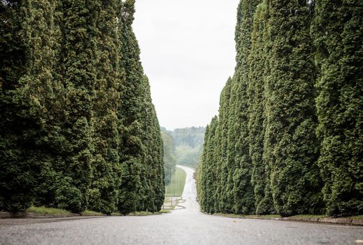 Cypress trees alley, tree lined road