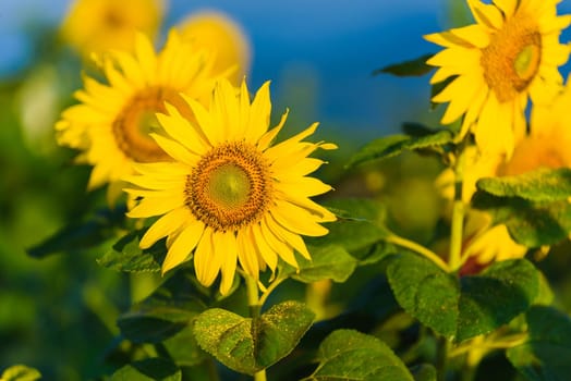 sunflowers sunrise in the morning