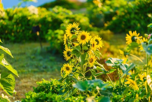 sunflowers sunrise in the morning