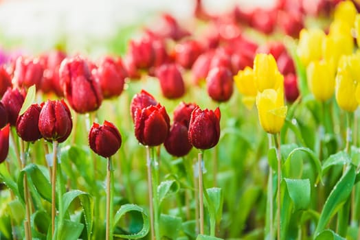 tulip flowers in the garden