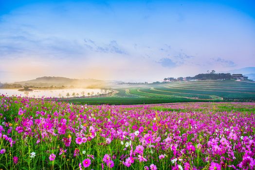 The Cosmos Flower of grassland