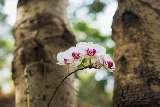 white orchids flowers in the garden