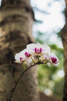 white orchids flowers in the garden