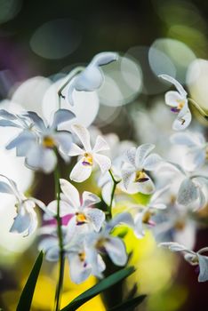 white orchids flowers in the garden