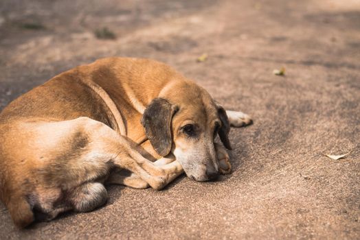 Homeless abandoned brown dog sleeping on the street