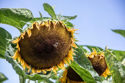 Sunflower with large ripe flowers and seeds