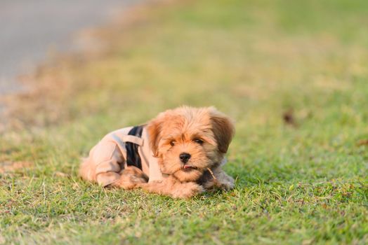 Shih tzu dog in the garden